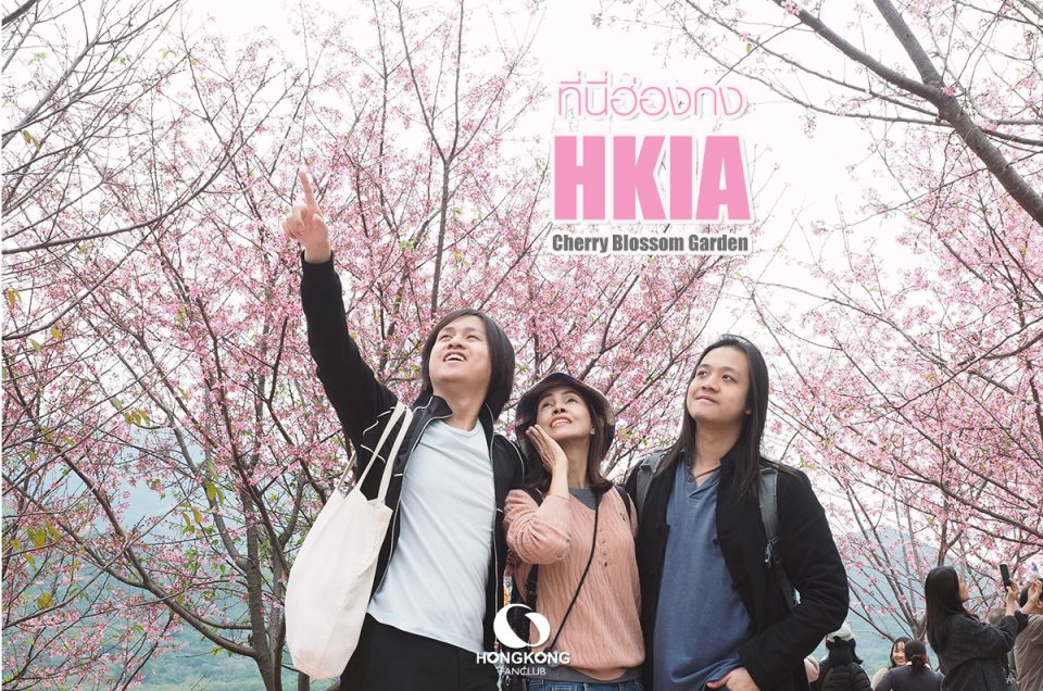 ซากุระ บานแล้วที่ฮ่องกง! : HKIA Cherry Blossom Garden